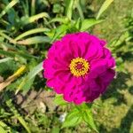 Zinnia elegansBloem