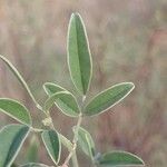 Indigofera oblongifolia Blatt