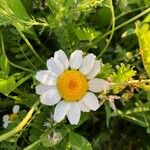 Anthemis cotula 花