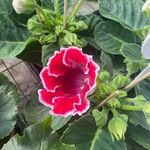 Sinningia speciosa Flor