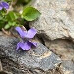 Viola pyrenaica Blomma