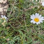 Leucanthemum graminifolium Hoja
