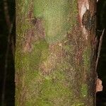 Pouteria aubrevillei Kôra