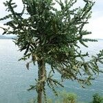 Euphorbia dawei Hoja