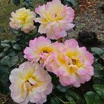 Rosa spp.Virág