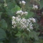 Mikania scandens Flower