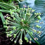 Allium schubertii Ffrwyth