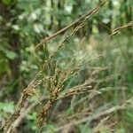 Calamagrostis arundinacea Floare
