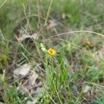 Zornia latifolia Flor