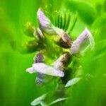 Vicia sepium Flower