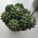 Mammillaria polythele List