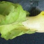 Drymonia macrophylla Fruct
