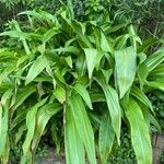 Crinum mooreiLeaf