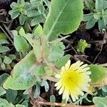 Sonchus oleraceusÕis
