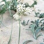 Silene nicaeensis Flower