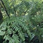 Dicksonia antarctica 葉