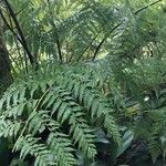 Dicksonia antarctica Leaf