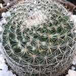 Mammillaria pottsii Folha