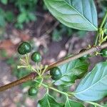 Nichallea soyauxii Fruit