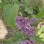 Salvia verticillataFlower