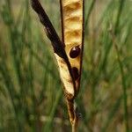 Spartium junceum Fruit