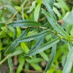 Achillea ptarmica Лист