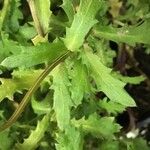 Leucanthemum vulgare Leaf