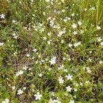 Moehringia muscosaFlower