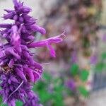 Salvia purpurea 花