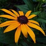 Rudbeckia fulgida Bloem