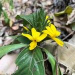 Barleria oenotheroides 花