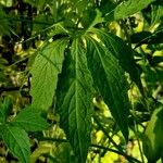 Cyclanthera pedata 葉