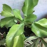 Kalanchoe ceratophylla Ліст