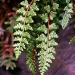 Woodsia alpina Hoja