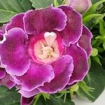 Sinningia speciosa Flor