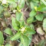 Acanthospermum australe Flower