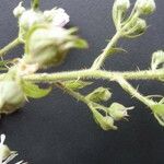 Rubus leightonii Blomst