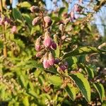 Deutzia scabra Fleur