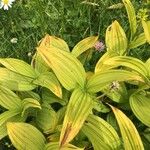 Veratrum album Yaprak