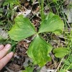 Trillium cernuum Leaf