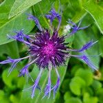 Centaurea montana Λουλούδι