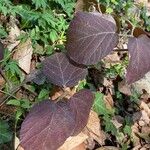 Rubus nigricans Leaf