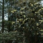 Rhododendron macabeanum Yeri