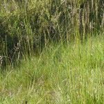 Arrhenatherum longifolium Habit