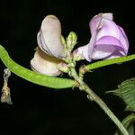 Leptospron adenanthum 花