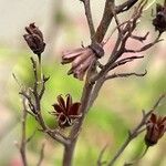 Sorbaria sorbifolia Fruit