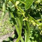 Phaseolus vulgaris Fruit