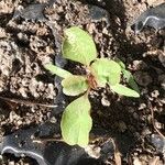 Amaranthus blitum Folha