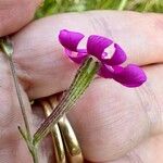 Silene scabriflora Flower