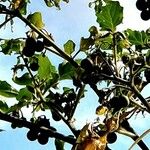 Solanum americanum Fruit